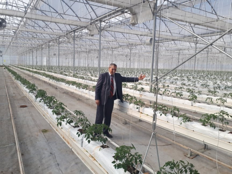 Sıfırdan Başladı, Yıllık 500 Ton Domates Üretiyor