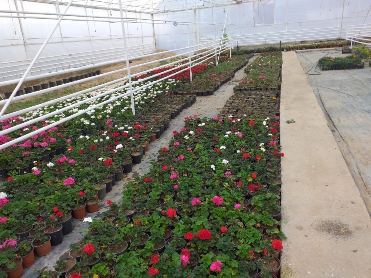 Belediye Çiçek Fidanlarını Kendisi Yetiştiriyor