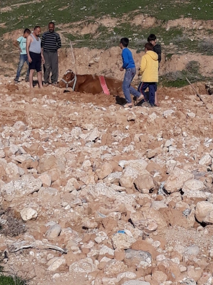 Cizre’de Bataklığa Saplanan İneği İtfaiye Ekipleri Kurtardı