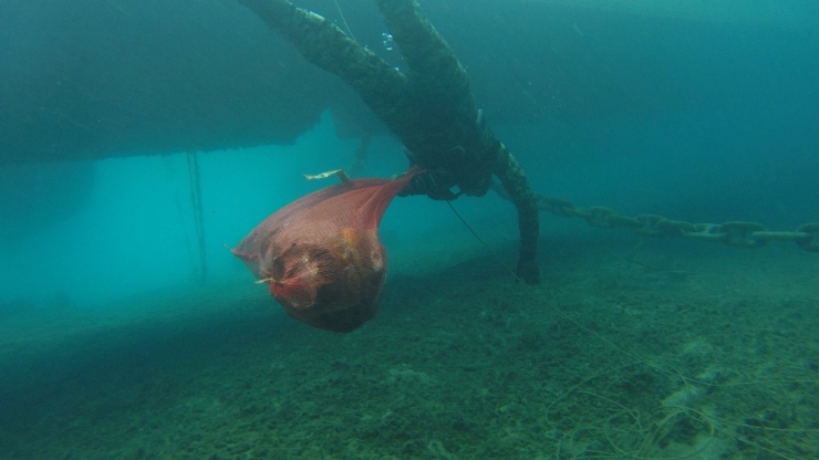 Belediye Dalgıçları Gümbet Koyunu Temizledi