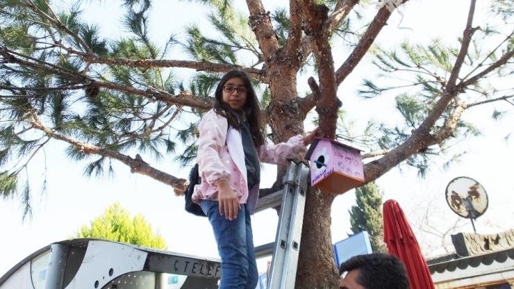 Burhaniyeli Öğrenciler Ağaçlara Kuş Yuvaları Astı