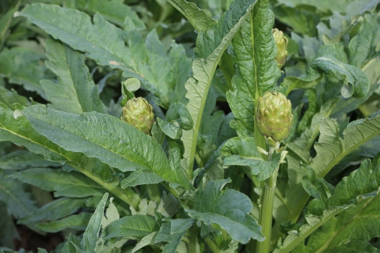 Gölhisar Enginarı Türkiye’de Bir Marka Olacak