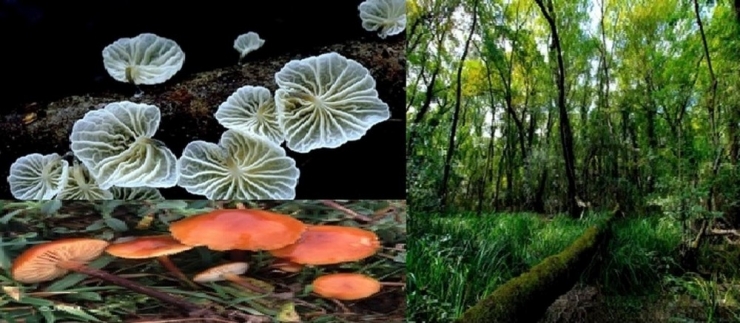 Girilmesi Yasak Olan Ormanda 1 Zehirli, 34 Tür De Yenmez Mantar Var