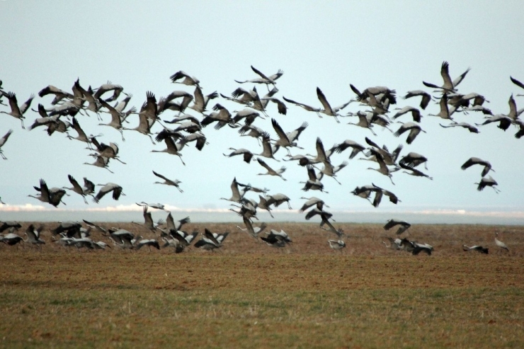 Turnalar, Seyfe Gölünde Kuyruğa Girdi