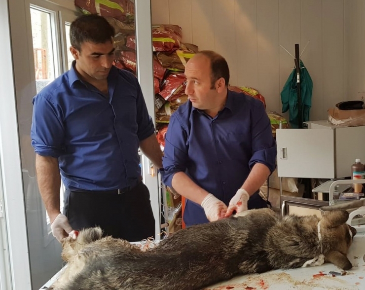 Kapana Takılan Köpek Kurtarıldı