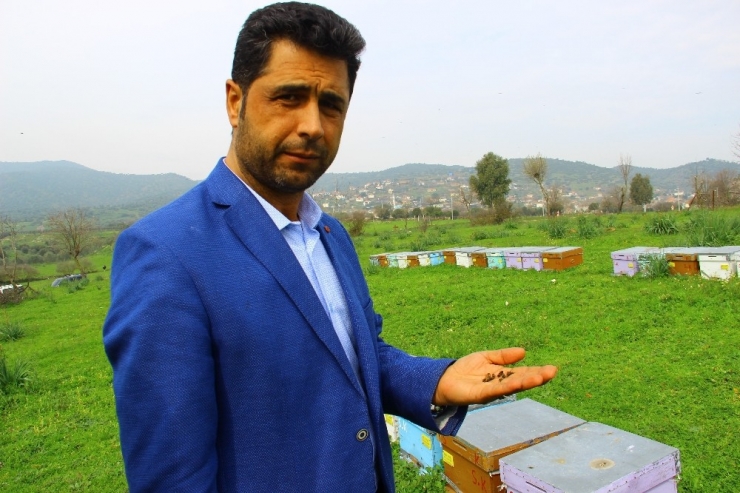 Çiftçilerin Duyarsızlığı Milyonlarca Arıyı Telef Etti