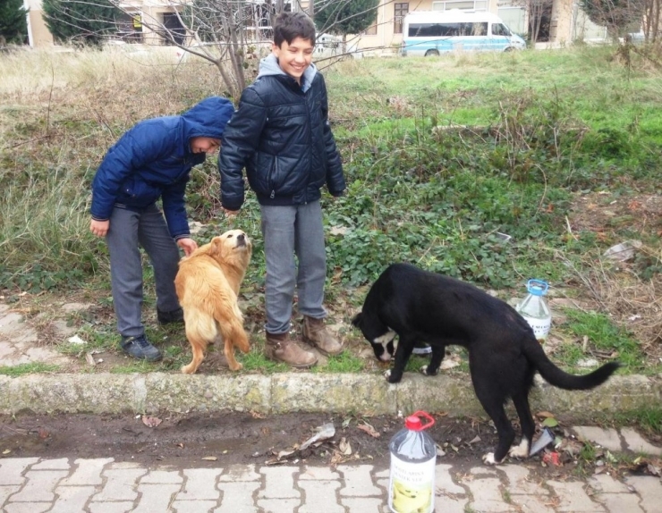 Öğrencilerden Sokak Hayvanlarına Yemek Ve Su