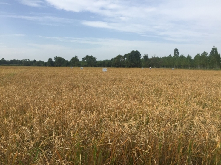 Çeltik Samanı Göz Ardı Ediliyor