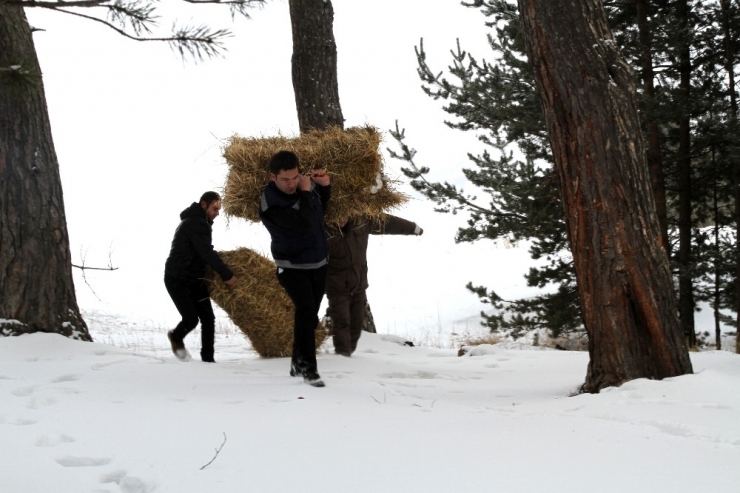 Aras Edaş Ekipleri Yaban Hayvanları İçin Doğaya Yem Bıraktı
