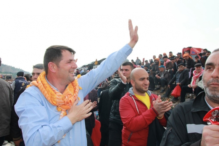 Veli Tuna, Köşk Deve Güreşlerine Katıldı