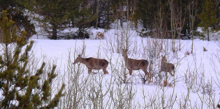 Kızıl Geyikler Giresun Kırsalına Uyum Sağladı