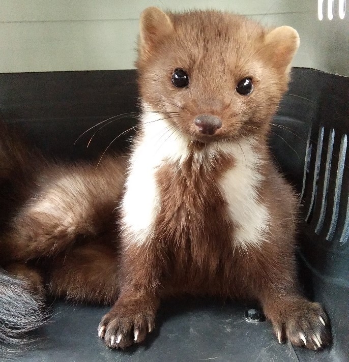 Kastamonu’da Halsiz Halde Bulunan Kaya Sansarı Yeniden Doğaya Salındı