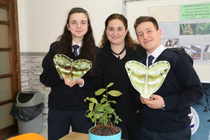 Vampir Kelebekler’in Temizliğinden Bıktı Çareyi Biyolojik Savaş Açmakta Buldu