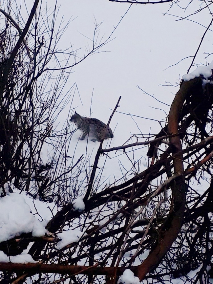 Şırnak’ta Nesli Tükenmekte Olan Vaşak Görüntülendi
