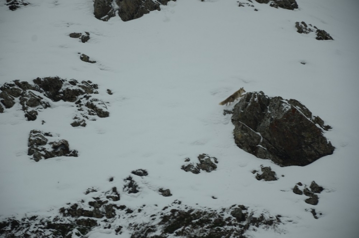 Şırnak’ta Aç Kalan Tilki Yola İndi