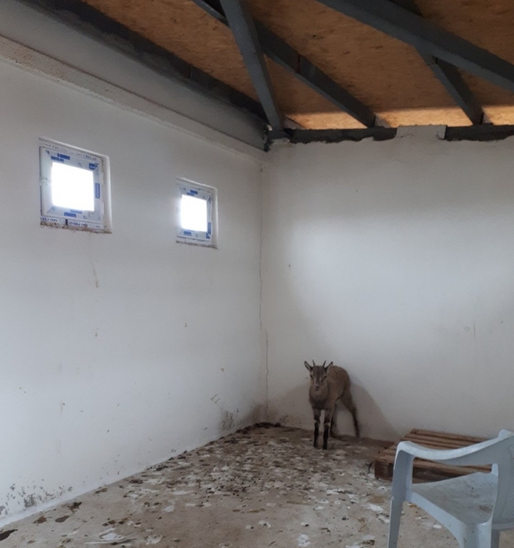 Tedavi Edilen Yaban Keçisi Doğaya Bırakıldı
