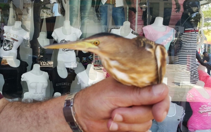 Duyarlı Vatandaşların İhbarı Yaban Kuşlarını Kurtardı