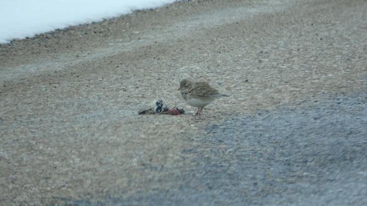 Açlıktan Değil, Araçların Çarpması Soncu Ölüyorlar