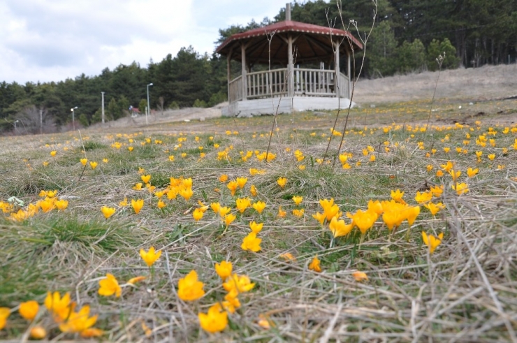 Gölcük Yaylası Sarıya Boyandı