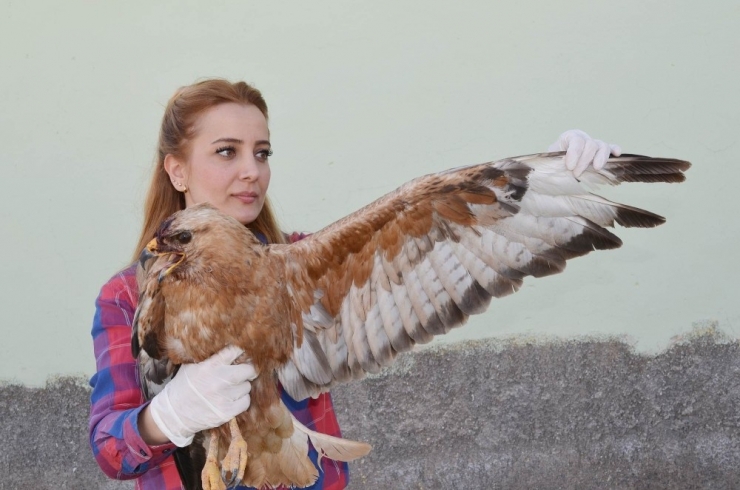 Tunceli’de Yaralı Şahin Tedavi Altına Alındı