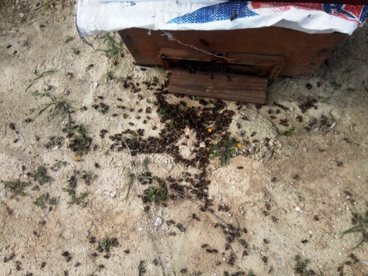 Aydın’da Bilinçsiz Tarımsal İlaçlamanın Neden Olduğu Arı Ölümleri Devam Ediyor