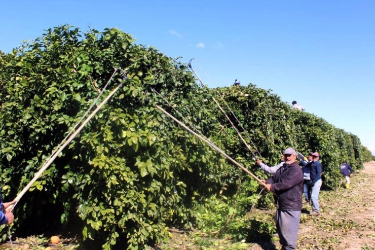 Doğan: "Doğru Budamayla Ürün Kalitesi Ve Verimi Artar"