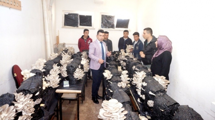 Liseli Öğrencilerin Yetiştirdiği İstiridye Mantarları Yok Satıyor