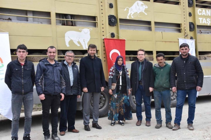 Pazarlar’da 5 Genç Çiftçiye Damızlık Koyun