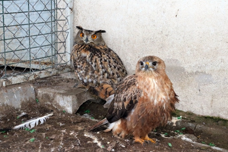 Kızıl Şahin Ve Puhu Kuşuna Yardım Eli