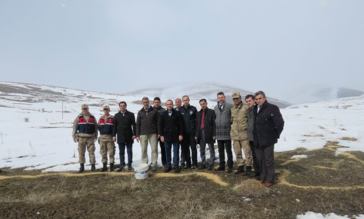 Otlukbeli’de Yaban Hayvanları İçin Doğaya Yem Bırakıldı