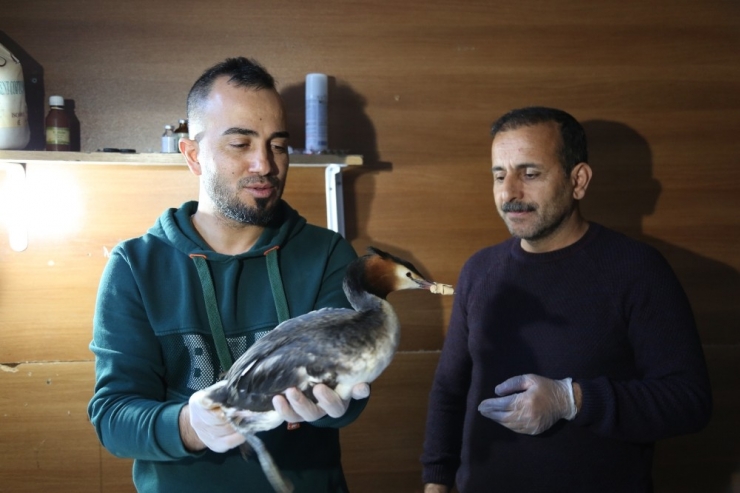 Ayağında Apse Oluşan Yaban Ördeği Tedavi Altına Alındı