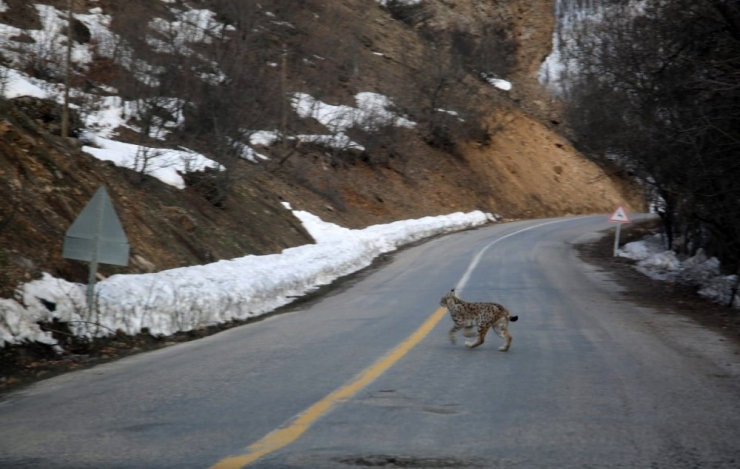Bu Kez Milli Eğitim Müdürü Vaşak Görüntüledi