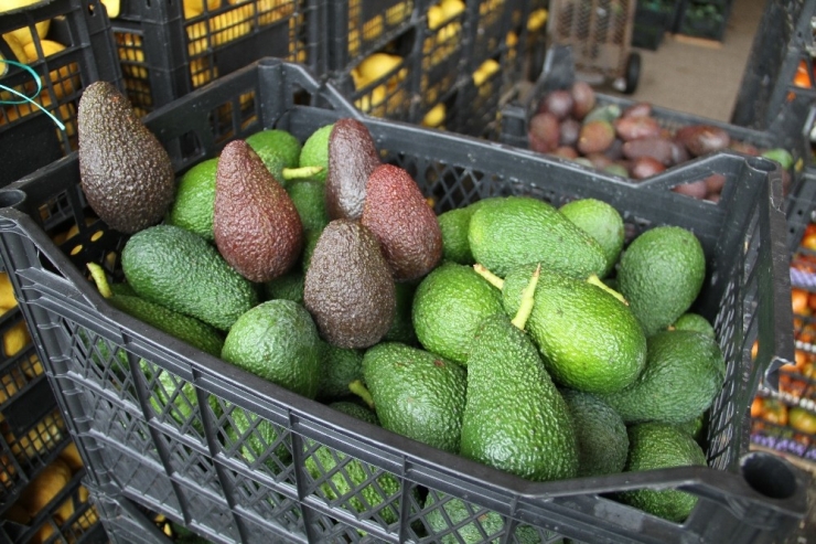 Türkiye’nin Avokadosu Antalya’da Yetişiyor