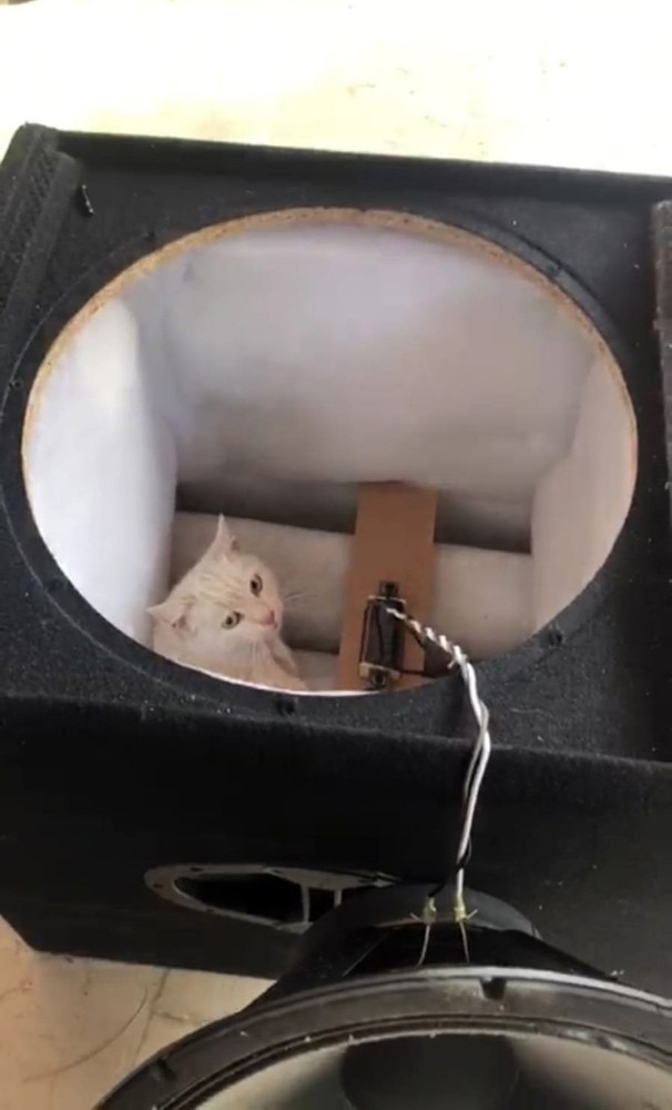 Hoparlöre Sıkışan Kediyi Tiyatrocular Kurtardı