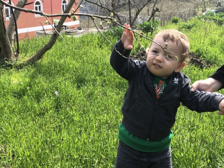 Üreticilerin Fındık Fiyatı Beklentisi ’20 Tl’