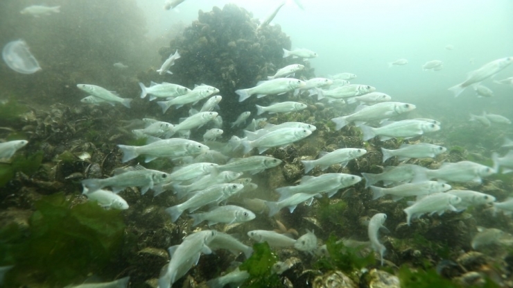 İzmit Körfezi’nin Geleceği İçin Önemli Sempozyum