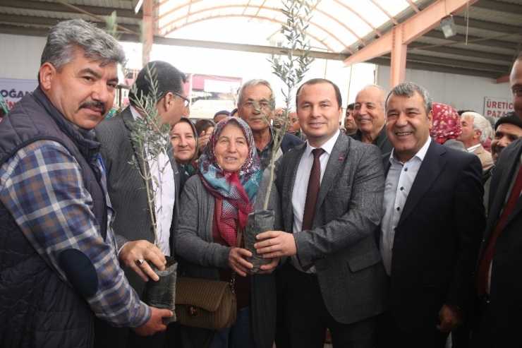Mut’ta Çiftçilere Zeytin Ve Ceviz Fidanı Dağıtıldı