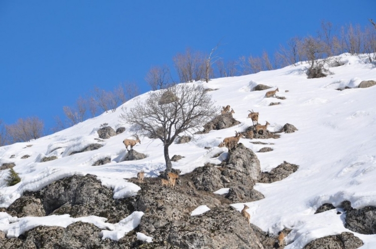 Bingöl’de Dağ Keçileri Görüntülendi