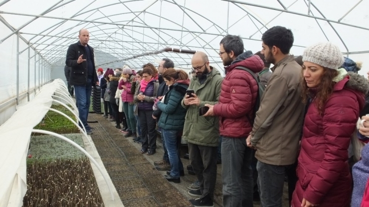 Türkiye Tıbbı Ve Aromatik Bitkilerde Dışa Bağımlılıktan Kurtulacak