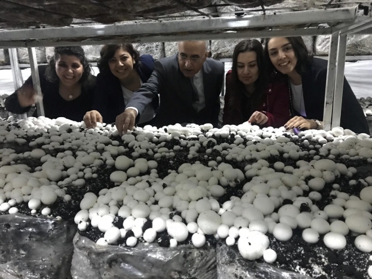 Mantar Üretim Tesisleri’nde İlk Hasat Yapıldı