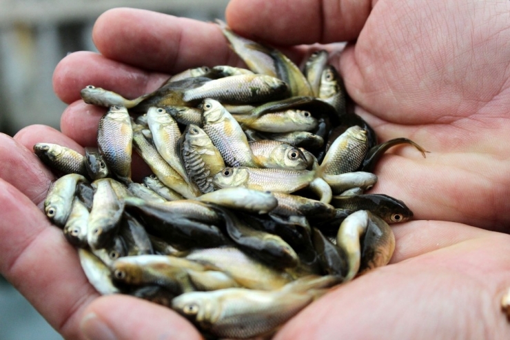 Türkiye’nin İç Sularına Antalya’dan 8.5 Milyon Yavru Sazan