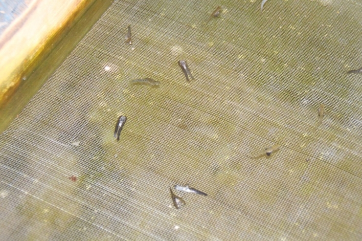 Farklı Bir Alabalık Irkı Geliştirmek İsteyince...