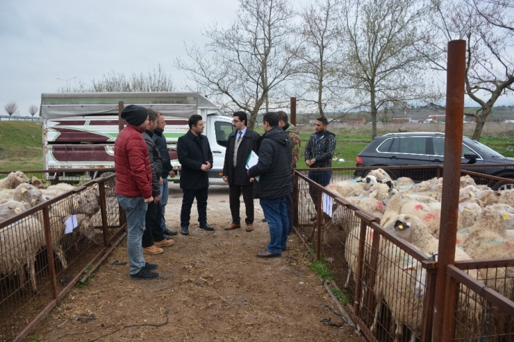 2 Genç Çiftçiye 68 Küçükbaş Hayvan