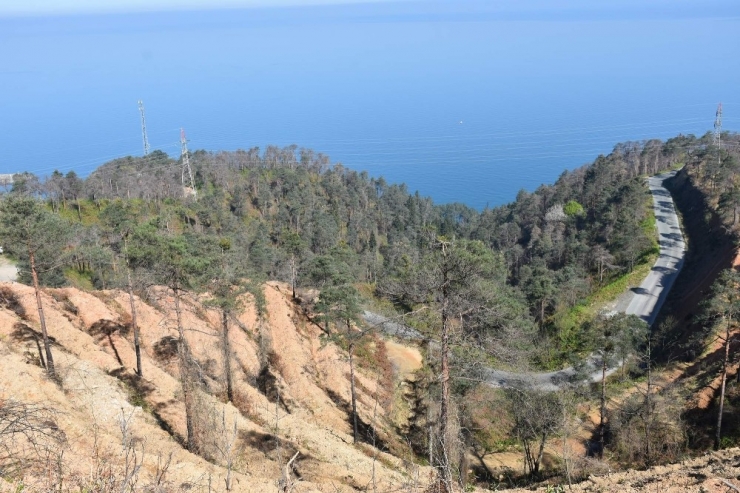 2 Yıl Önce Çıkan Yangında Zarar Gören Çamburnu’ndaki Sarıçam Ormanı’na Yaklaşık 29 Bin Yeni Sarıçam Fidanı Dikildi