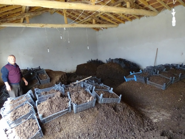 Besicilikten Zarar Etti, Solucan Gübresi Üretimine Başladı