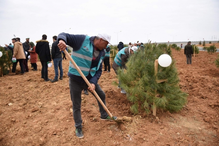 ’Denetimli’ Fidan Dikimi