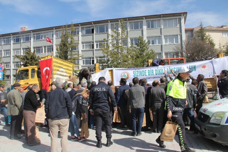 Emet’te 2 Bin 500 Fidan Dağıtıldı