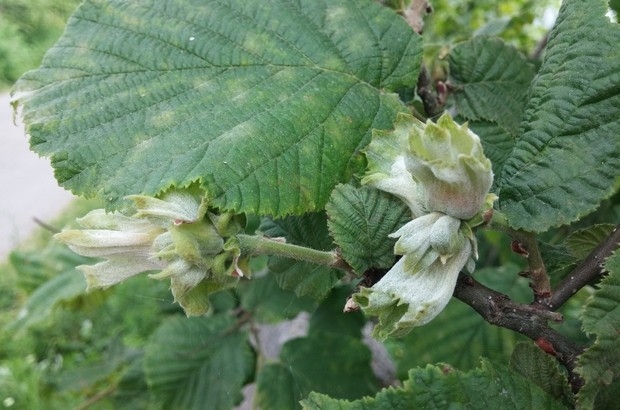 Fındığın Başı 3 Zararlıyla Tehlikede