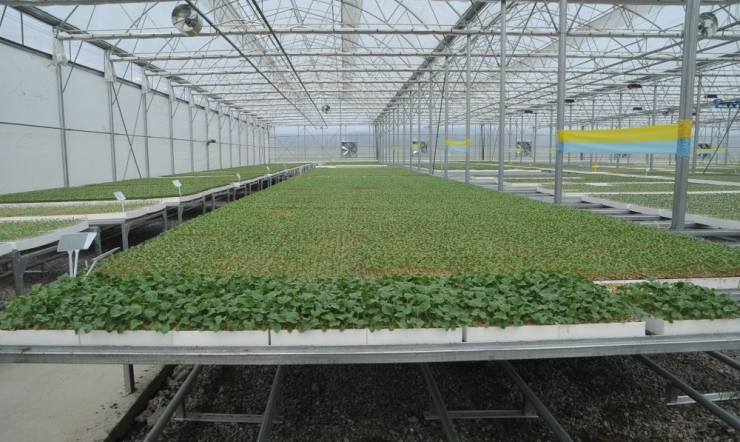 Tüm Türkiye’nin Fide İhtiyacını Karşılamaya Talip