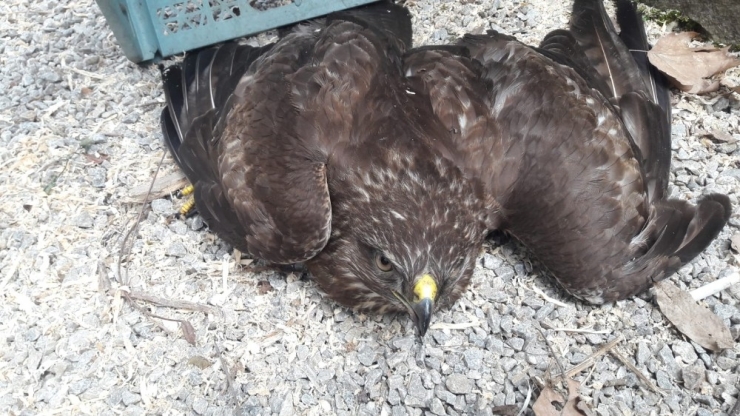 Yaralı Şahini Doğa Koruma Ekiplerine Teslim Etti